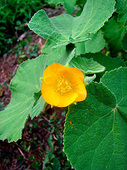 Abutilon spp.