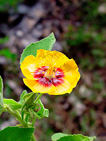 Abutilon spp.