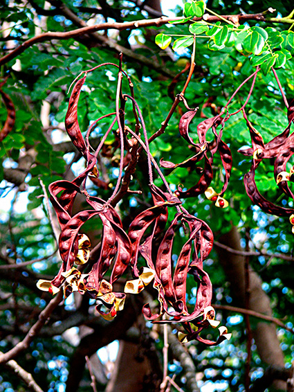 Adenanthera pavonina