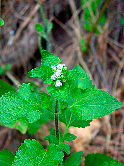 Ageratum spp.