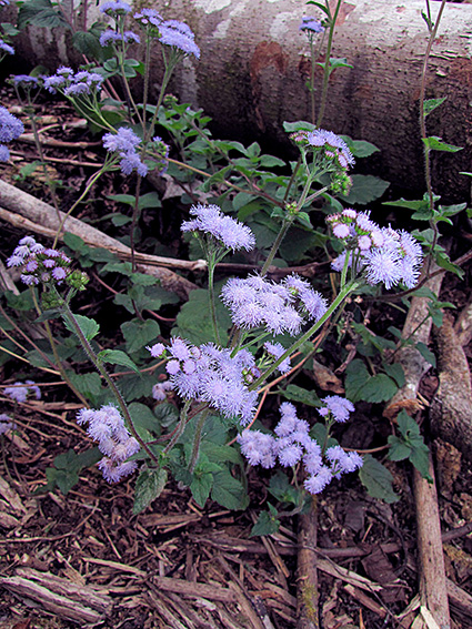 Ageratum spp.