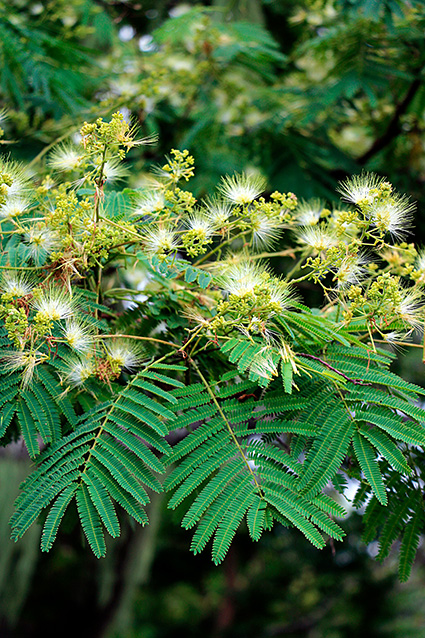 Albizia chinensis