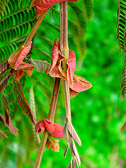 Albizia chinensis