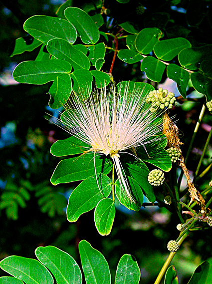 Albizia lebbeck