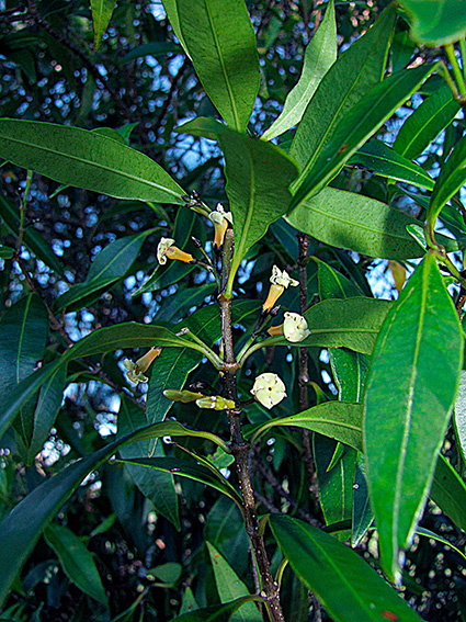 Alyxia stellata