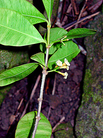 Alyxia stellata