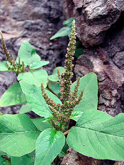 Amaranthus spp.