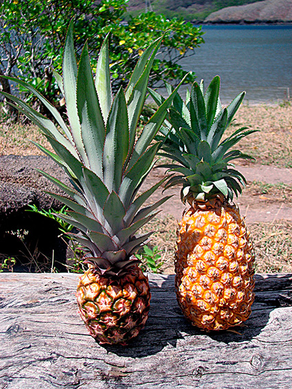 Ananas comosus