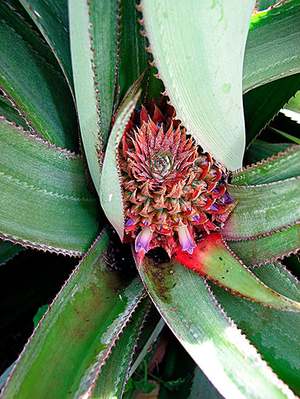 Ananas comosus