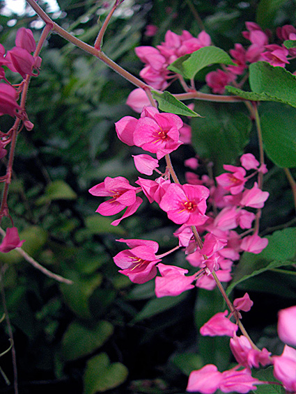 Antigonon leptopus