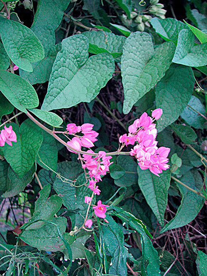 Antigonon leptopus