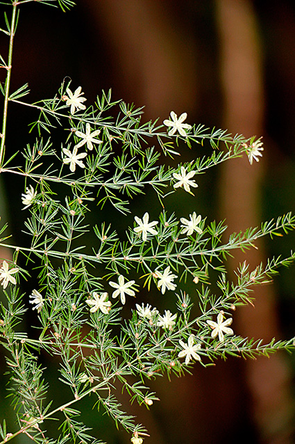 Asparagus setaceus