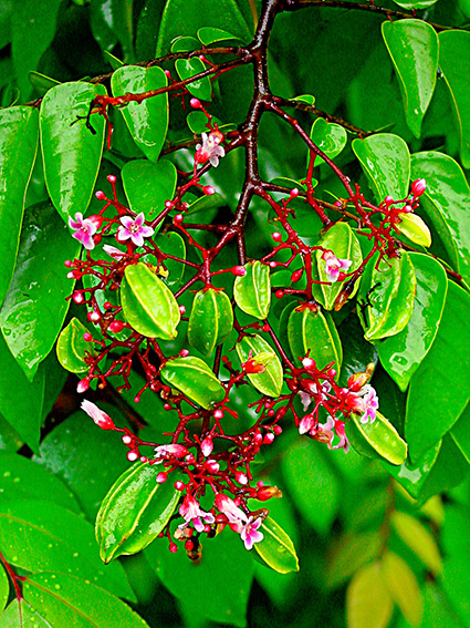 Averrhoa carambola