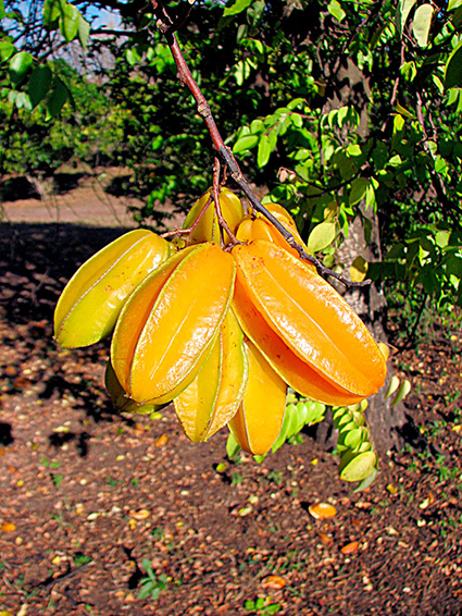 Averrhoa carambola