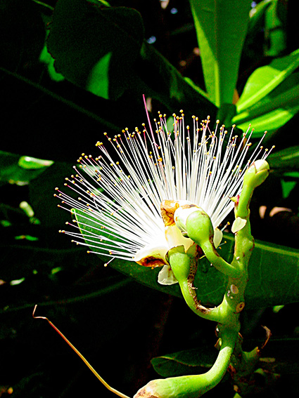 Barringtonia asiatica