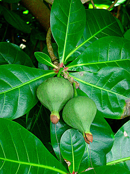 Barringtonia asiatica