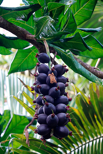 Barringtonia edulis