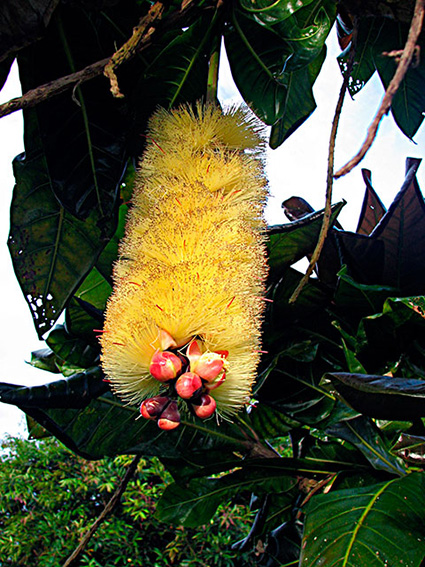 Barringtonia edulis