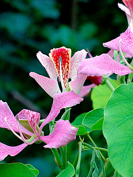 Bauhinia monandra