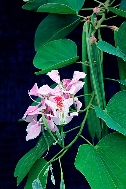 Bauhinia monandra