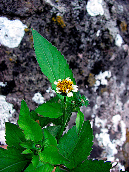 Bidens pilosa