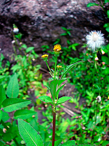 Bidens pilosa