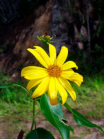 Bidens spp.