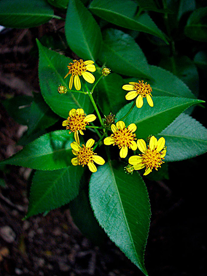 Bidens spp.