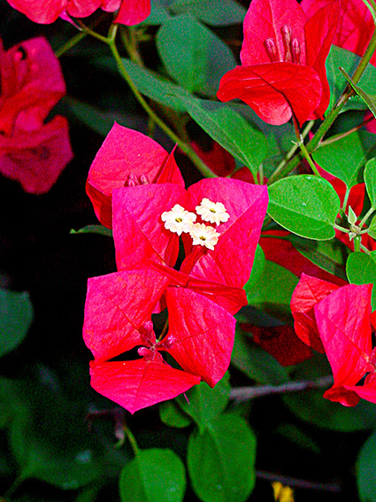 Bougainvillea spp.