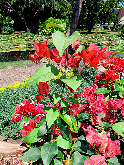 Bougainvillea spp.