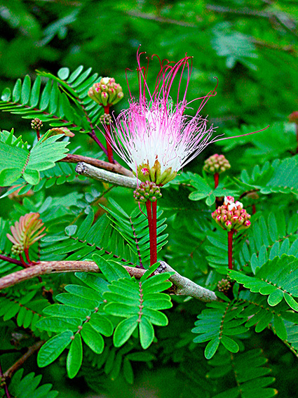 Calliandra surinamensis