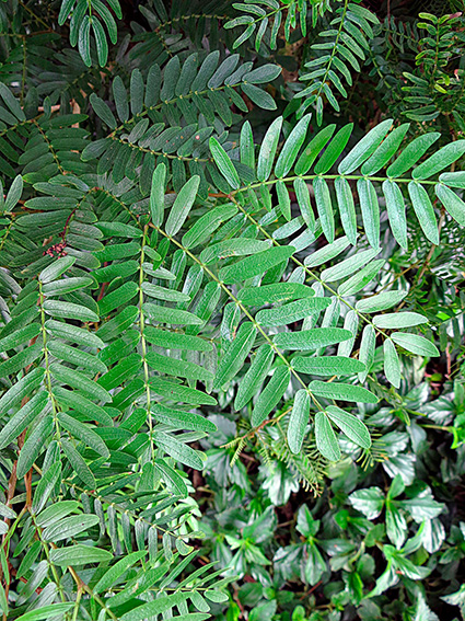 Calliandra surinamensis