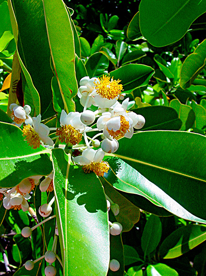 Calophyllum inophyllum