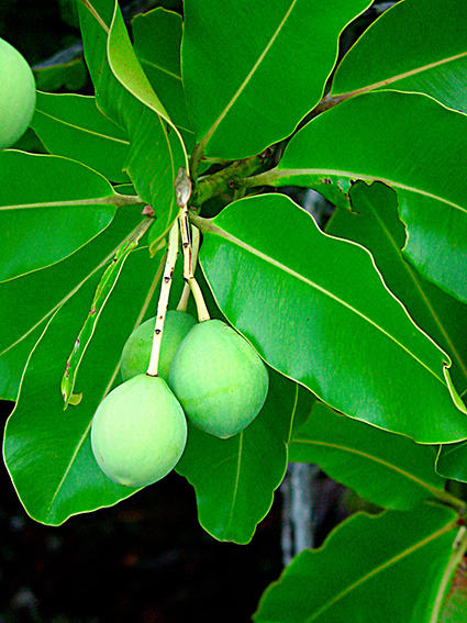 Calophyllum inophyllum