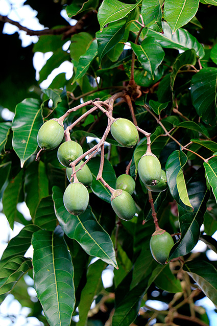 Canarium indicum