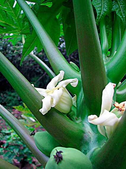 Carica papaya