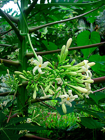 Carica papaya