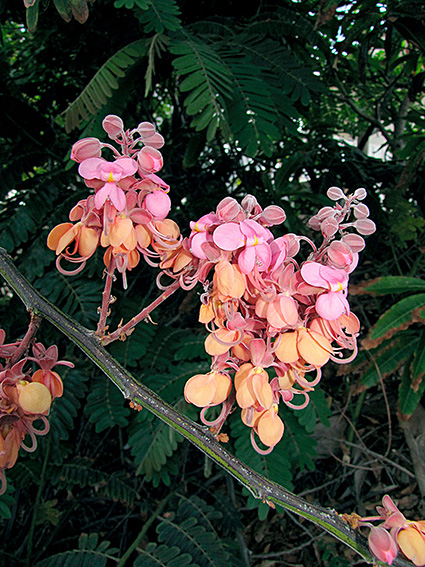 Cassia grandis