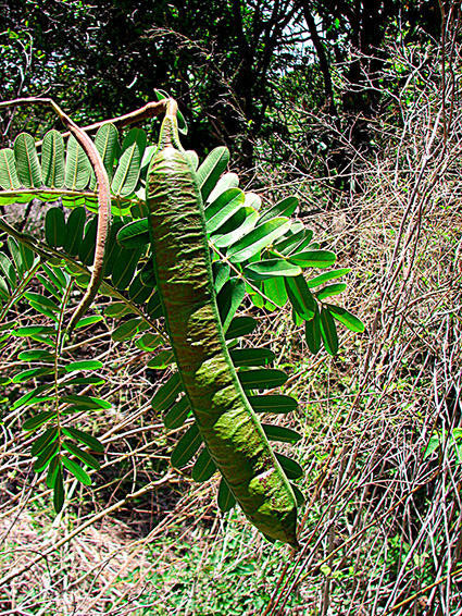 Cassia grandis