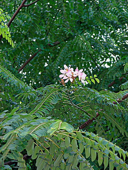 Cassia javanica