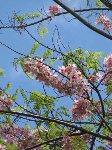 Cassia javanica