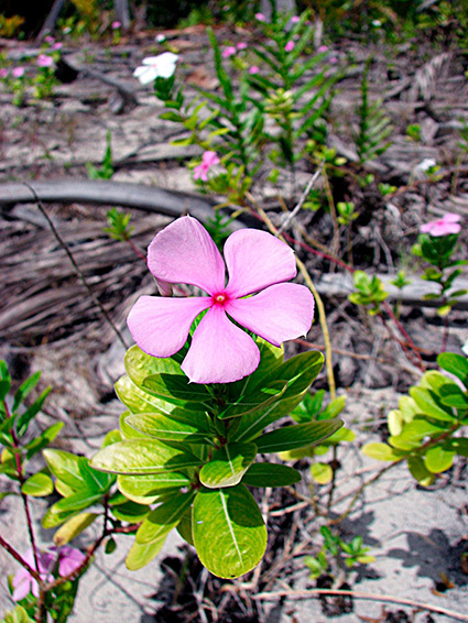 Catharanthus roseus