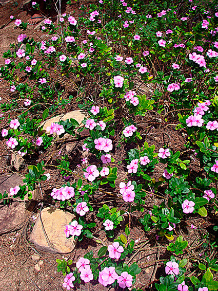 Catharanthus roseus