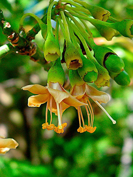 Ceiba pentandra