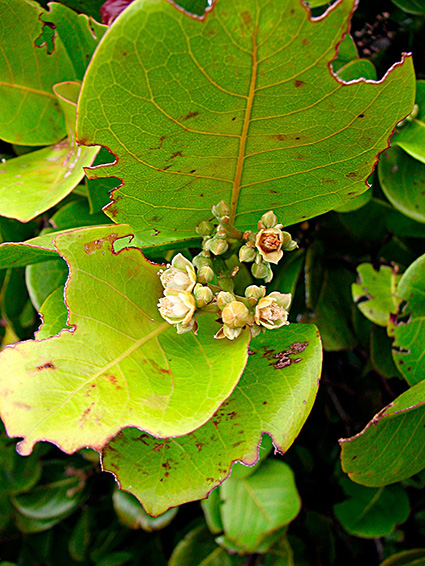 Chrysobalanus icaco