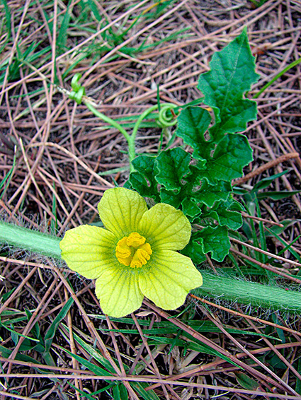 Citrullus lanatus