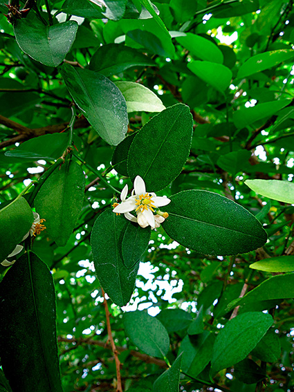 Citrus aurantiifolia