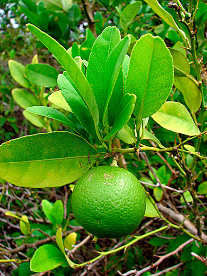 Citrus aurantiifolia