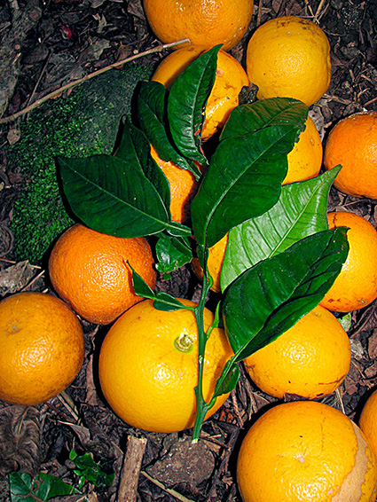 Citrus aurantium