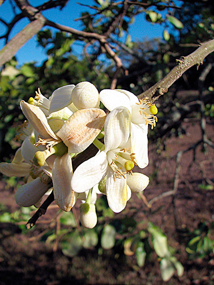 Citrus grandis